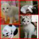 2 Kitten suchen ein neues Zuhause